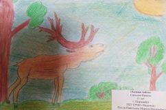 Соколов Никита, 11 лет, ГКУ СРЦН «Надежда» г.Поронайск.