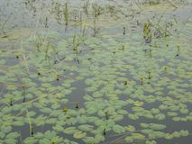 Кубышка малая(Nuphar pumila(Timm) DC.