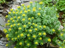 Родиола розовая или золотой корень(Rhodiola rosea L.)